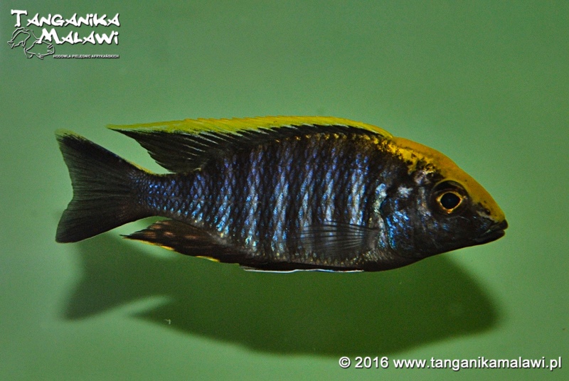 Aulonocara maylandi 'Luwala Reef'